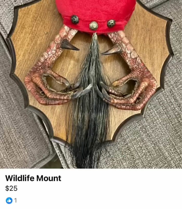 Wait, You Won't Believe These Wild Appalachian FB Marketplace Finds!