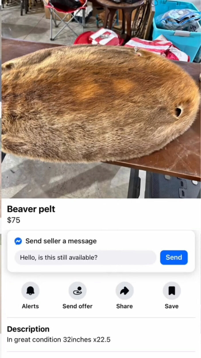 Wait, You Won't Believe These Wild Appalachian FB Marketplace Finds!