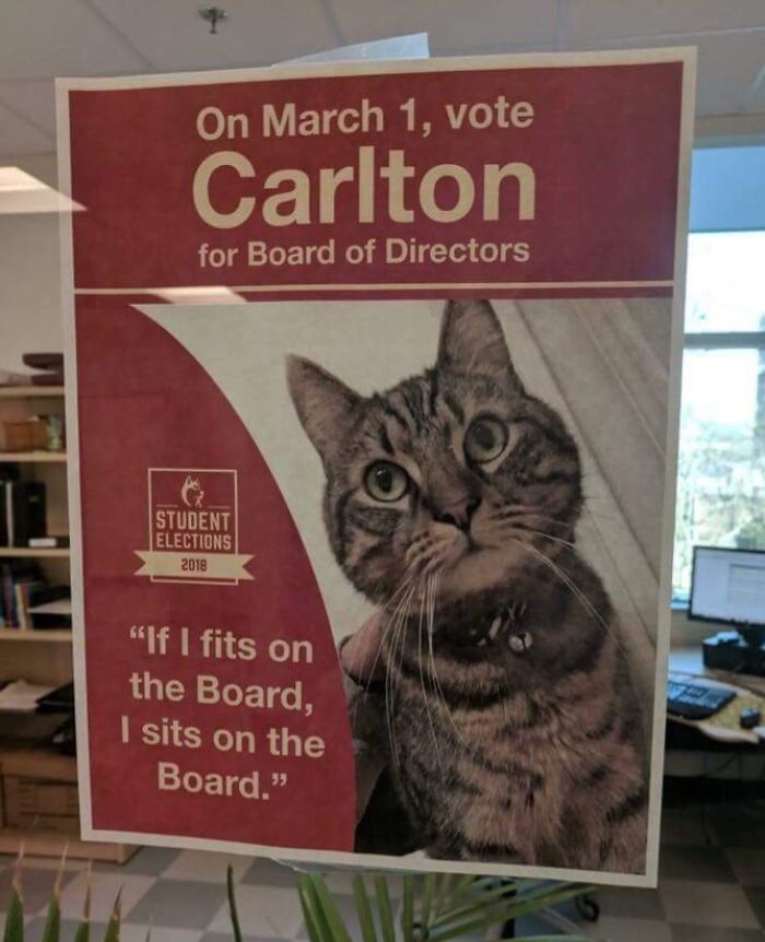 University Therapy Cat Wants In On the Board of Directors—Because Why Not?