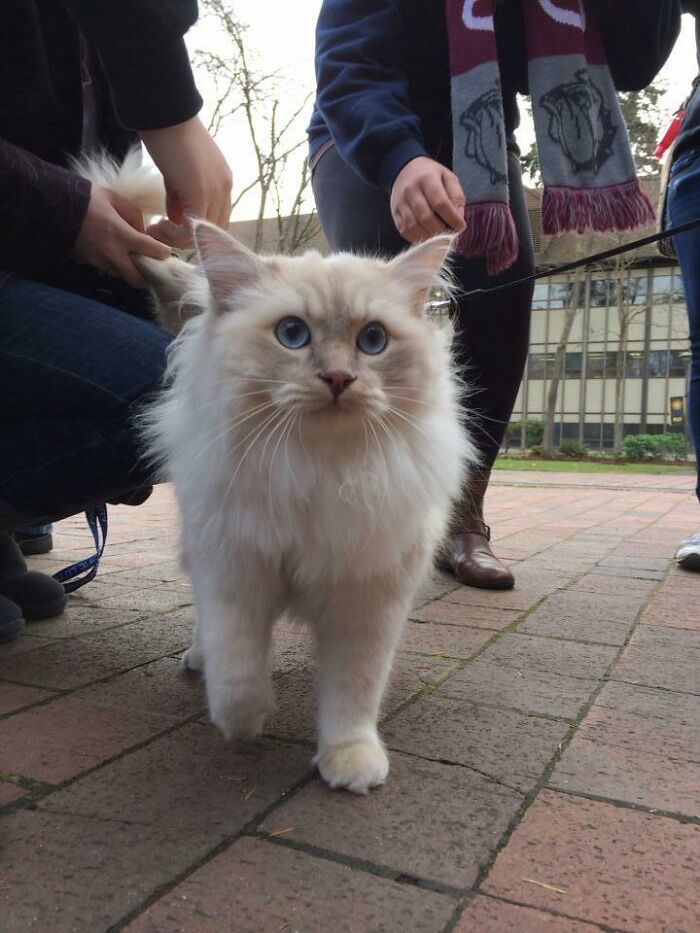 Teddy the Finals Therapy Cat—Your New Best Study Buddy