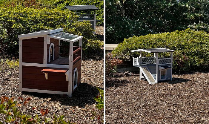 University Stray Cats Have Their Own Apartments—Better Than Some Dorms!