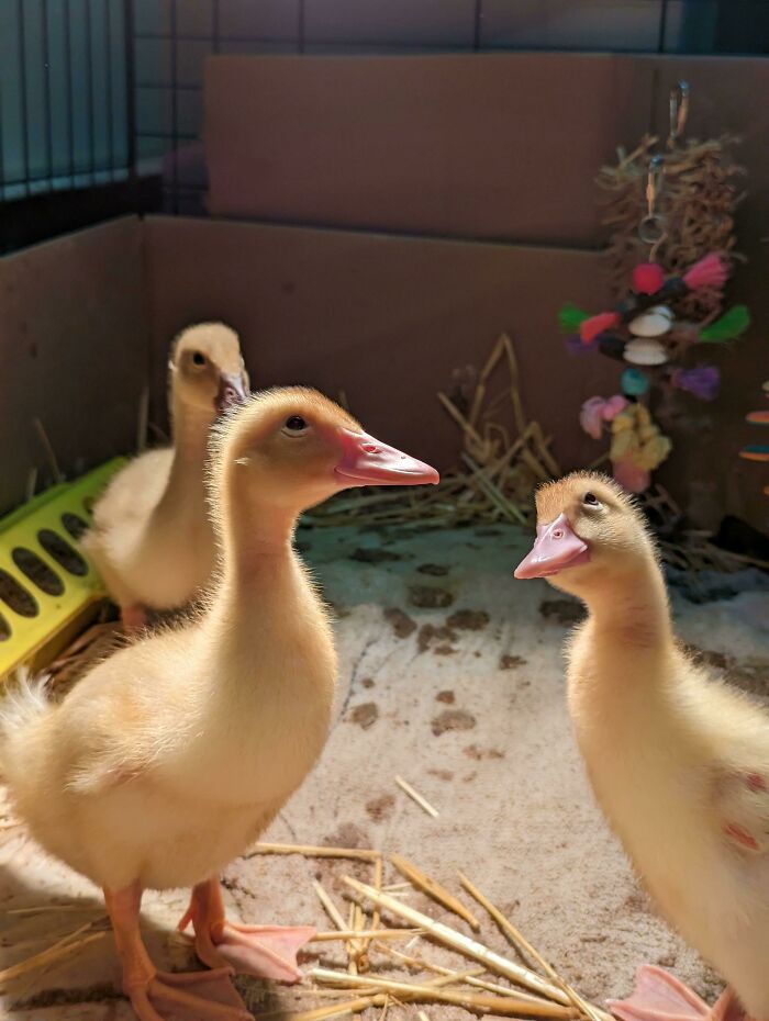 Ducklings Just Hatched at School and They’re Ready for Their Photobombing Debut