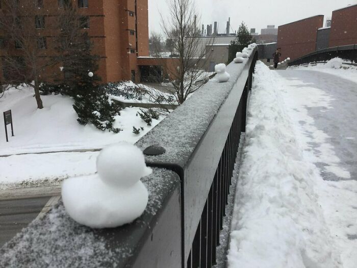 Parade of Snow Ducks? Only at University of Minnesota.