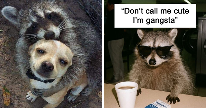47 Raccoon Pics That Are Basically Tiny, Furry Mischief Machines