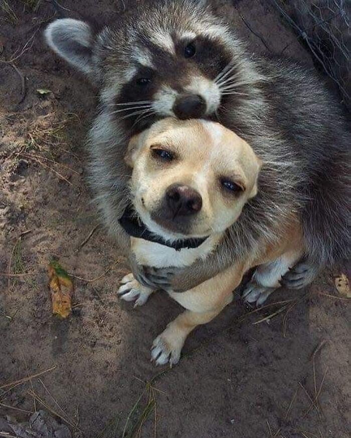 47 Raccoon Pics That Are Basically Tiny, Furry Mischief Machines