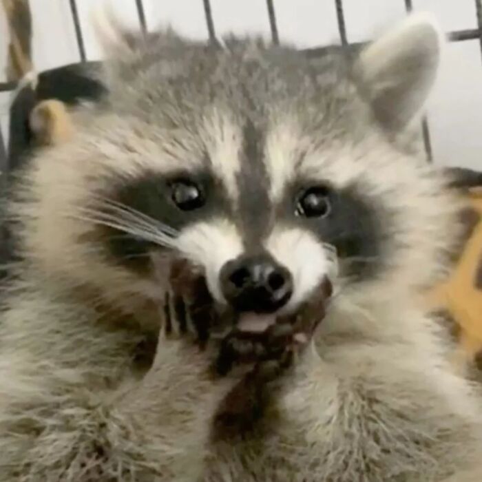 47 Raccoon Pics That Are Basically Tiny, Furry Mischief Machines