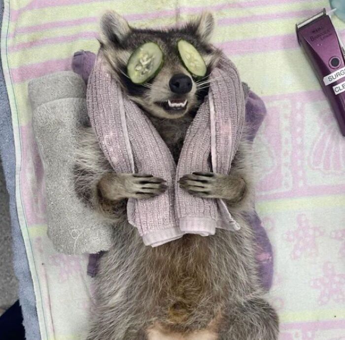 47 Raccoon Pics That Are Basically Tiny, Furry Mischief Machines