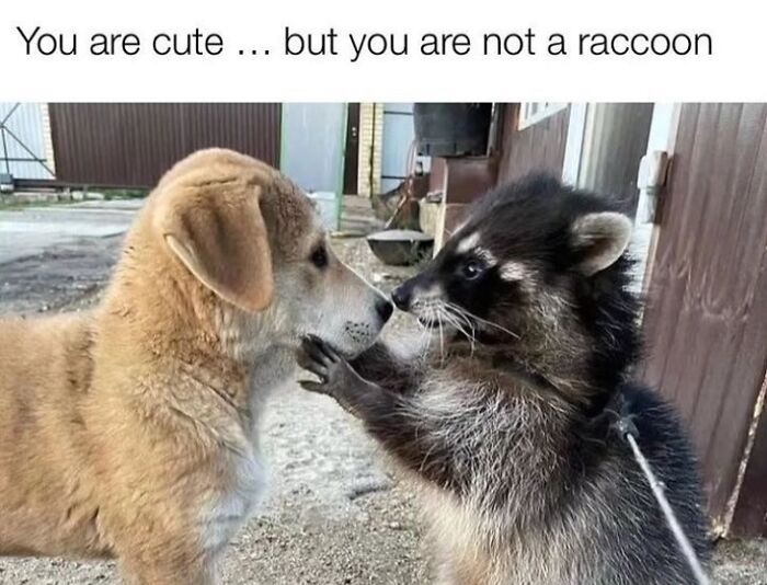 47 Raccoon Pics That Are Basically Tiny, Furry Mischief Machines