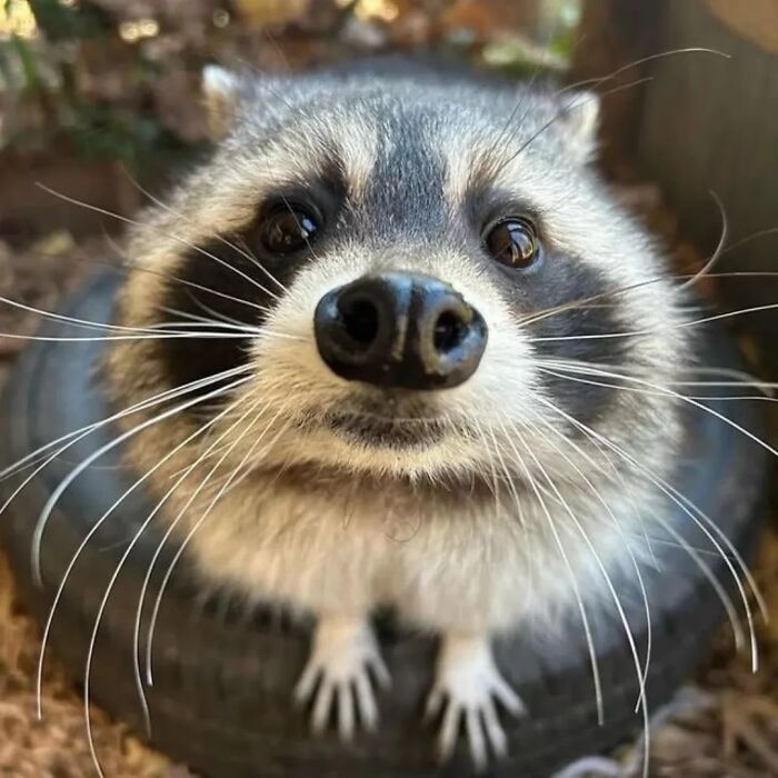 47 Raccoon Pics That Are Basically Tiny, Furry Mischief Machines
