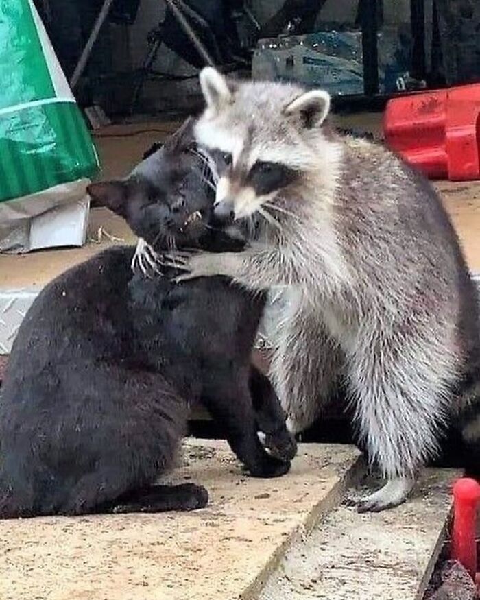 47 Raccoon Pics That Are Basically Tiny, Furry Mischief Machines