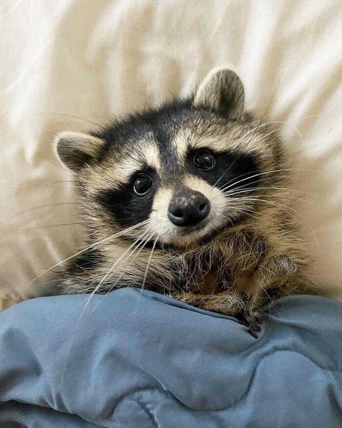 47 Raccoon Pics That Are Basically Tiny, Furry Mischief Machines