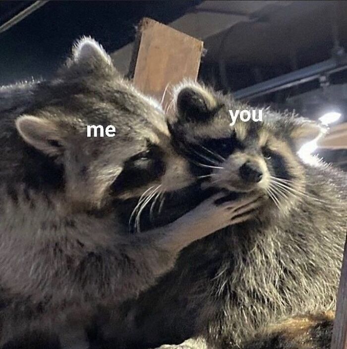47 Raccoon Pics That Are Basically Tiny, Furry Mischief Machines