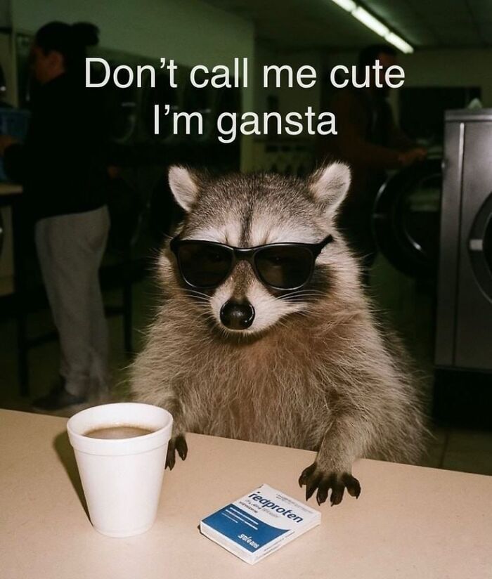 47 Raccoon Pics That Are Basically Tiny, Furry Mischief Machines