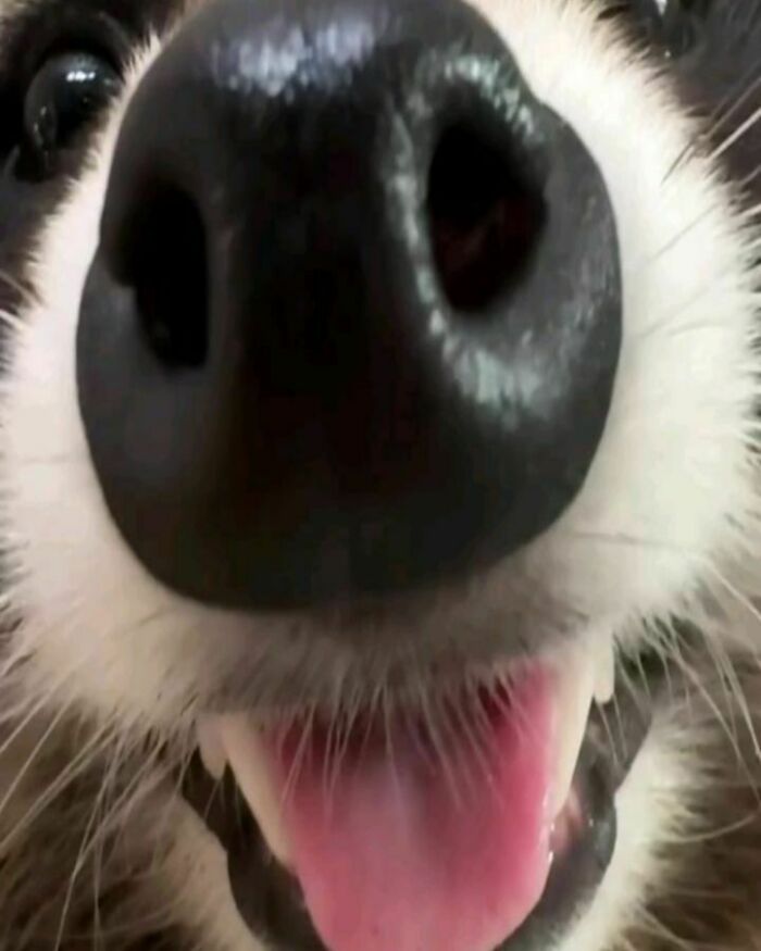 47 Raccoon Pics That Are Basically Tiny, Furry Mischief Machines