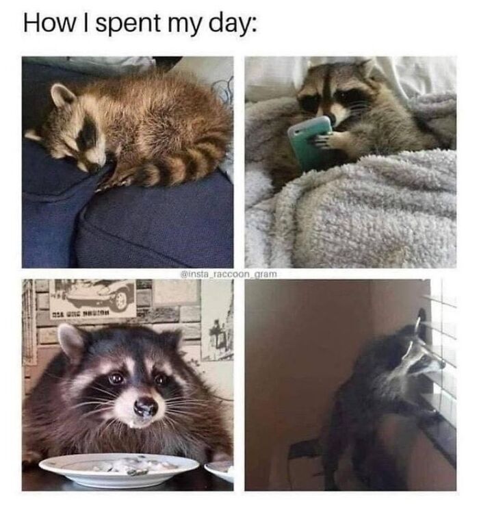 47 Raccoon Pics That Are Basically Tiny, Furry Mischief Machines