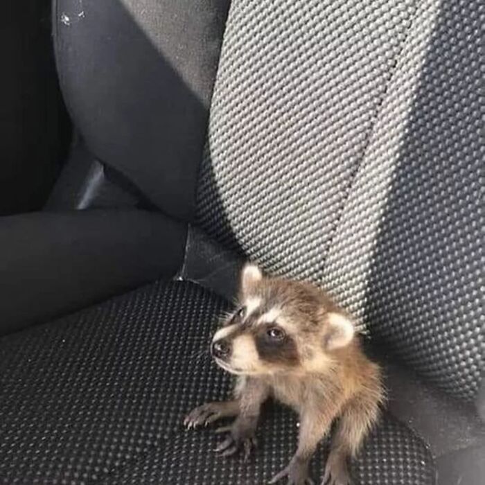 47 Raccoon Pics That Are Basically Tiny, Furry Mischief Machines