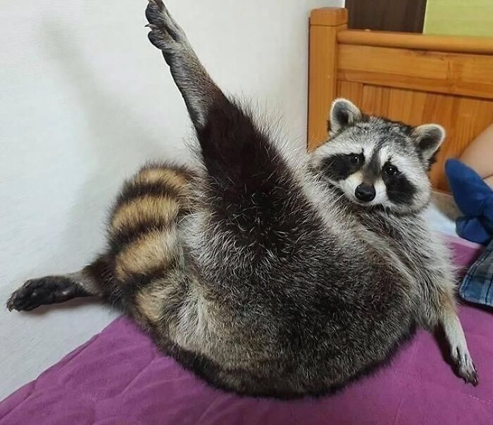 47 Raccoon Pics That Are Basically Tiny, Furry Mischief Machines