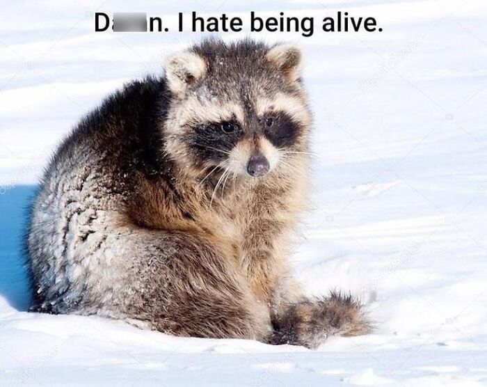 47 Raccoon Pics That Are Basically Tiny, Furry Mischief Machines