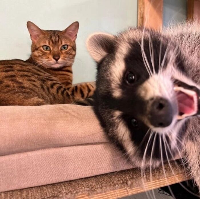 47 Raccoon Pics That Are Basically Tiny, Furry Mischief Machines