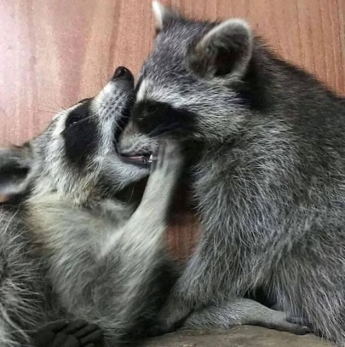 47 Raccoon Pics That Are Basically Tiny, Furry Mischief Machines