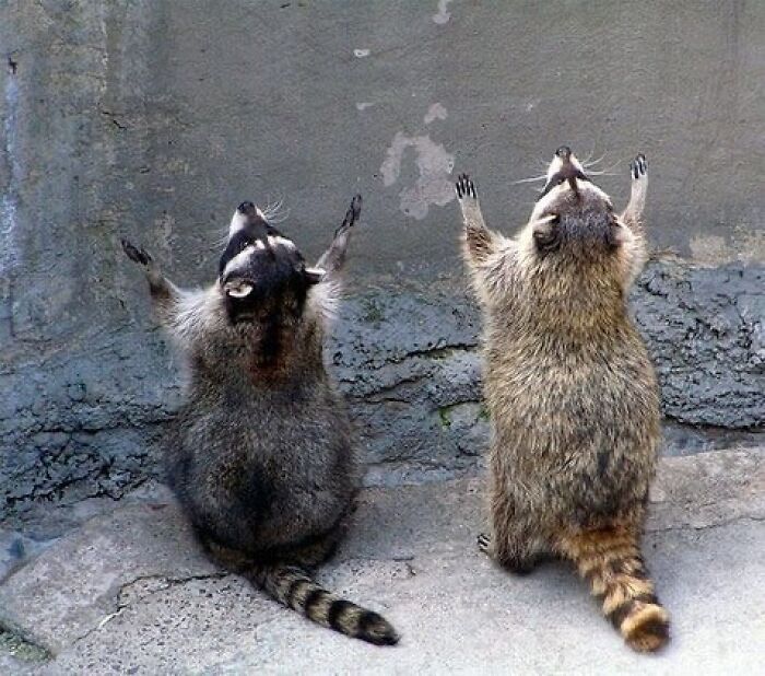 47 Raccoon Pics That Are Basically Tiny, Furry Mischief Machines
