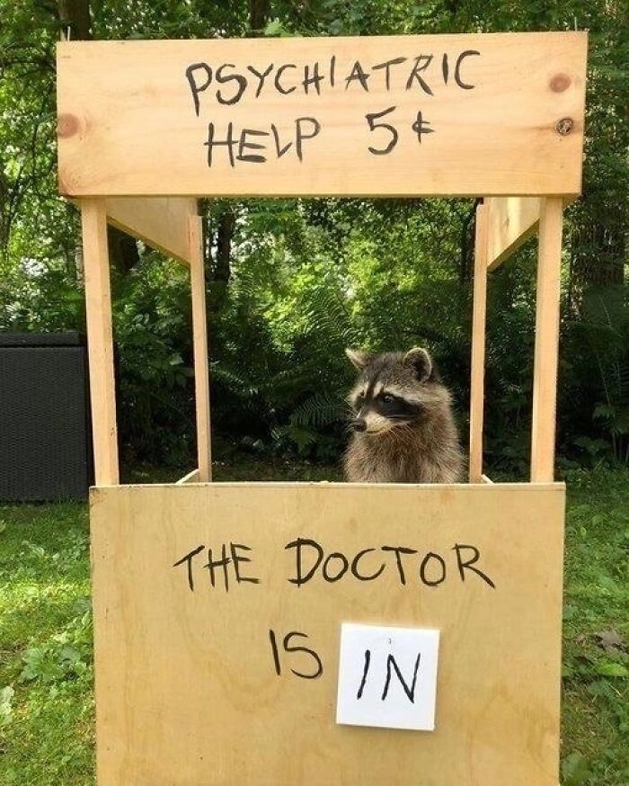 47 Raccoon Pics That Are Basically Tiny, Furry Mischief Machines