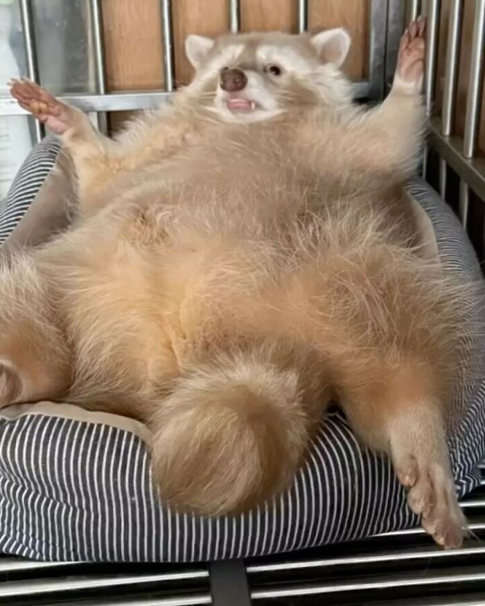 47 Raccoon Pics That Are Basically Tiny, Furry Mischief Machines