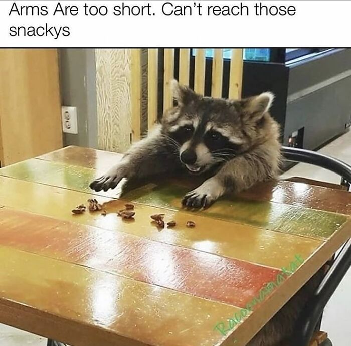 47 Raccoon Pics That Are Basically Tiny, Furry Mischief Machines