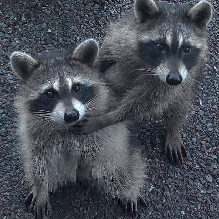 47 Raccoon Pics That Are Basically Tiny, Furry Mischief Machines