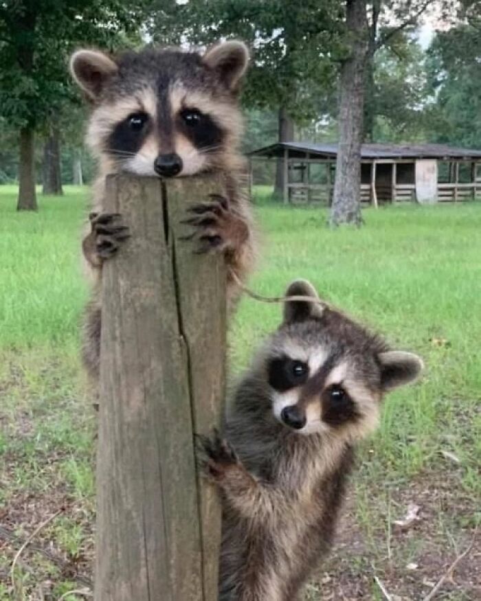 47 Raccoon Pics That Are Basically Tiny, Furry Mischief Machines