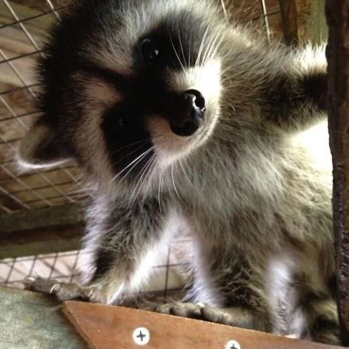 47 Raccoon Pics That Are Basically Tiny, Furry Mischief Machines