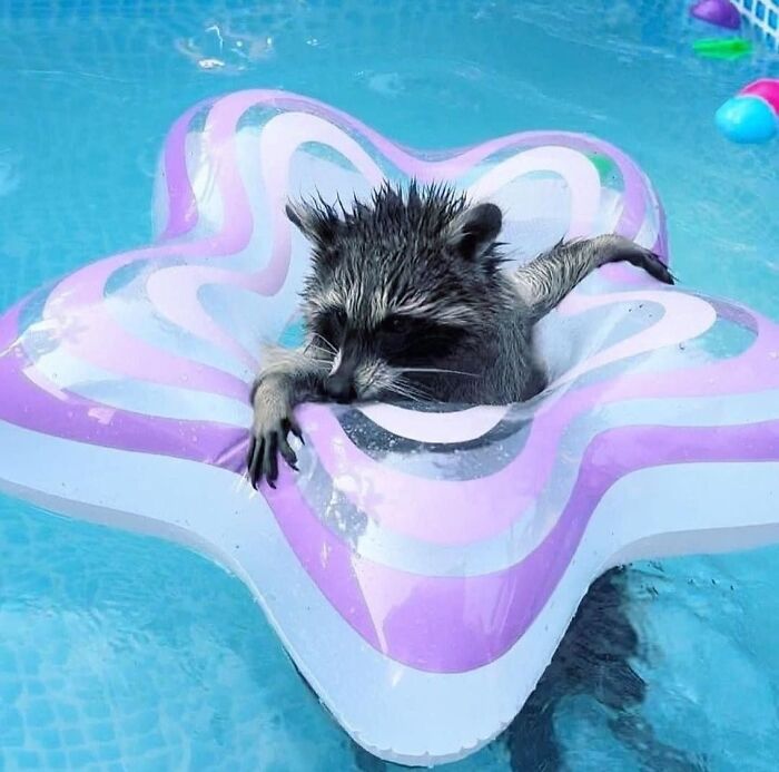 47 Raccoon Pics That Are Basically Tiny, Furry Mischief Machines