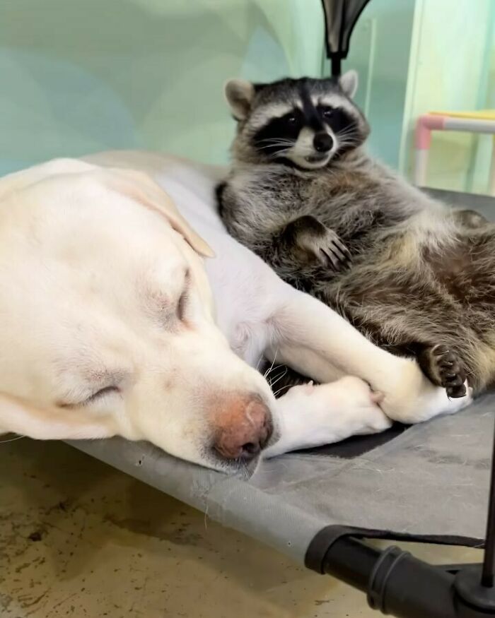 47 Raccoon Pics That Are Basically Tiny, Furry Mischief Machines