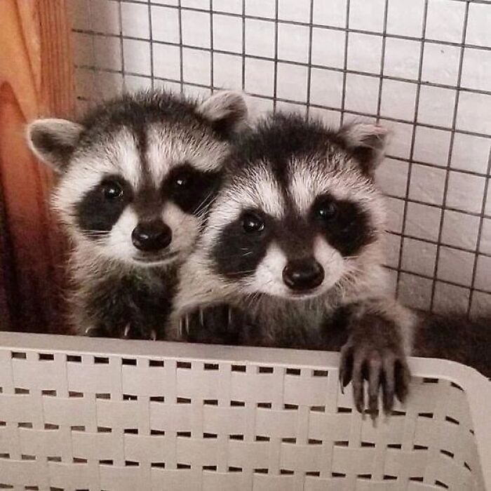 47 Raccoon Pics That Are Basically Tiny, Furry Mischief Machines