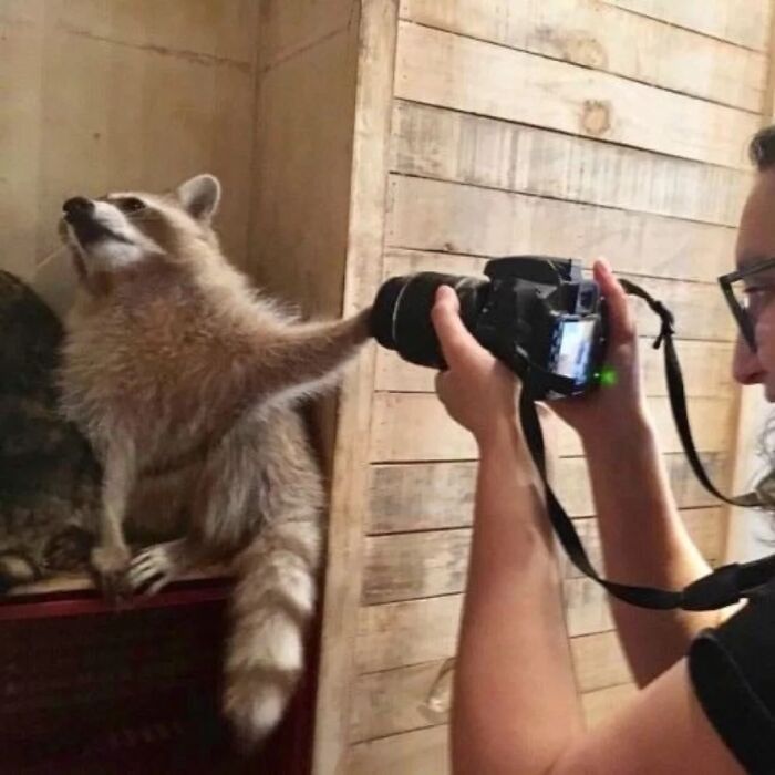 47 Raccoon Pics That Are Basically Tiny, Furry Mischief Machines