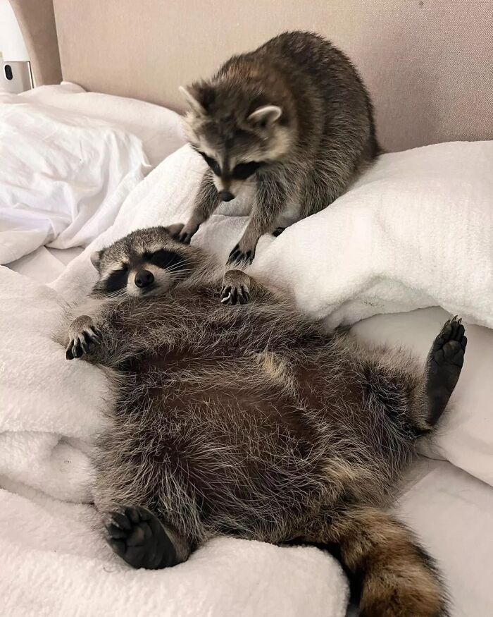 47 Raccoon Pics That Are Basically Tiny, Furry Mischief Machines