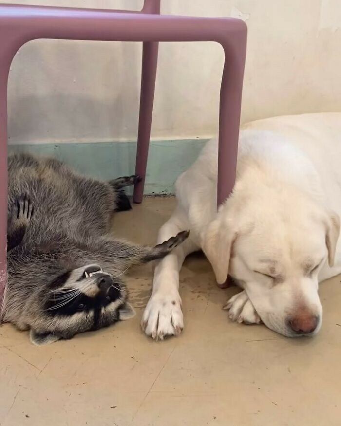 47 Raccoon Pics That Are Basically Tiny, Furry Mischief Machines
