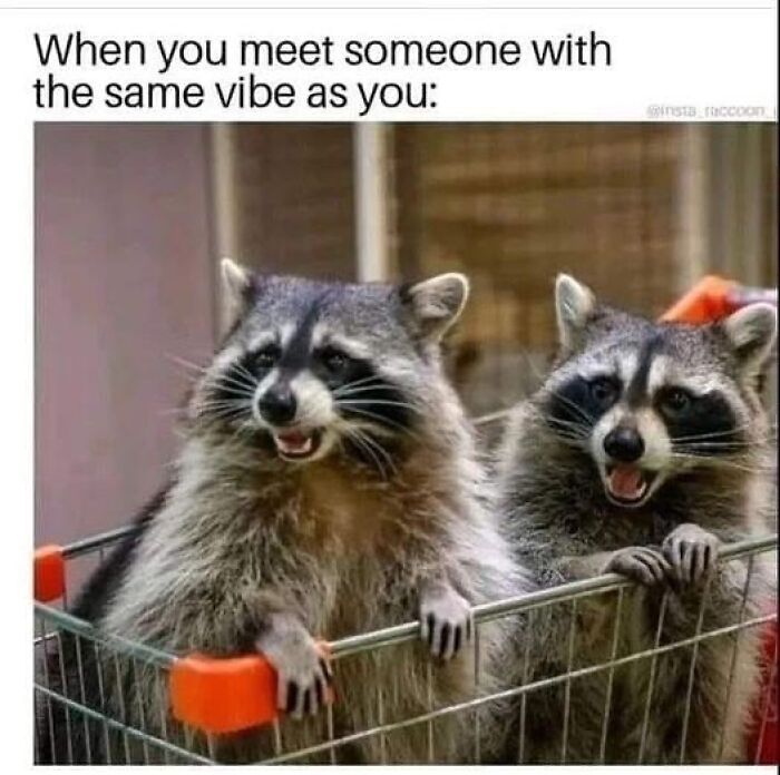 47 Raccoon Pics That Are Basically Tiny, Furry Mischief Machines