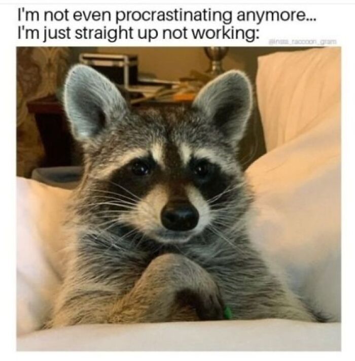 47 Raccoon Pics That Are Basically Tiny, Furry Mischief Machines