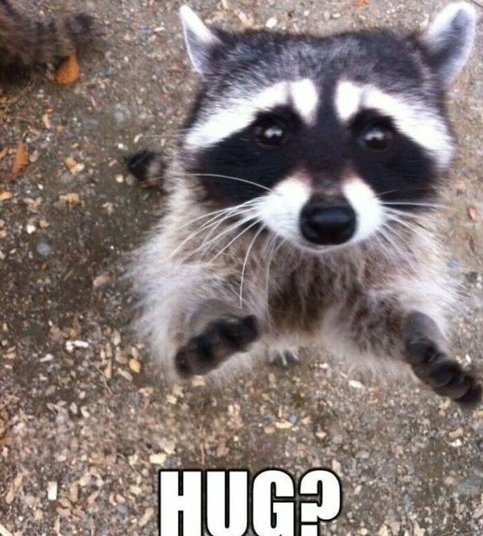47 Raccoon Pics That Are Basically Tiny, Furry Mischief Machines