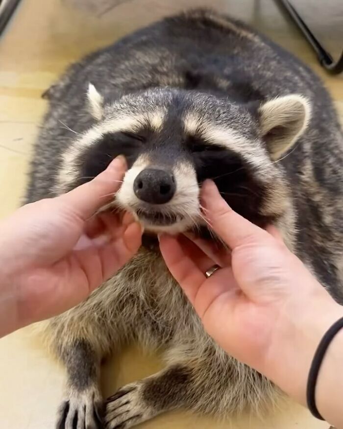 47 Raccoon Pics That Are Basically Tiny, Furry Mischief Machines
