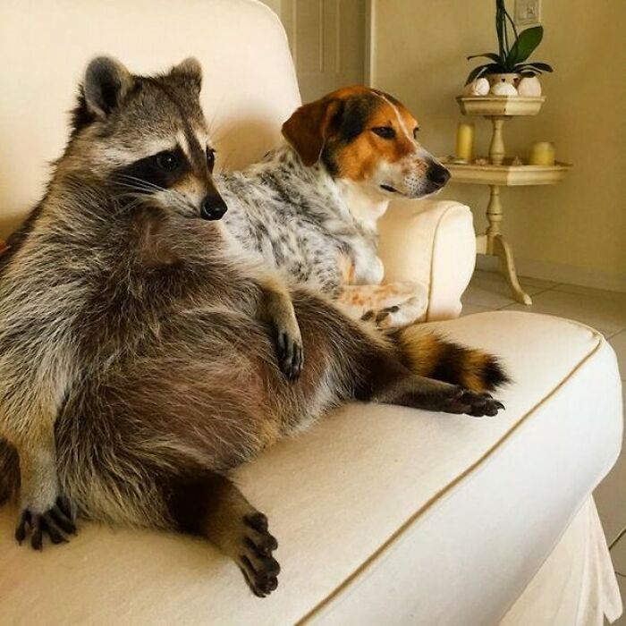 47 Raccoon Pics That Are Basically Tiny, Furry Mischief Machines