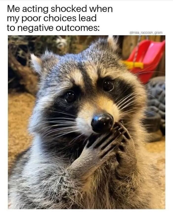 47 Raccoon Pics That Are Basically Tiny, Furry Mischief Machines