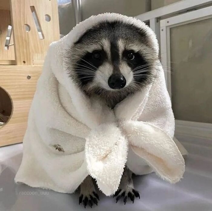 47 Raccoon Pics That Are Basically Tiny, Furry Mischief Machines