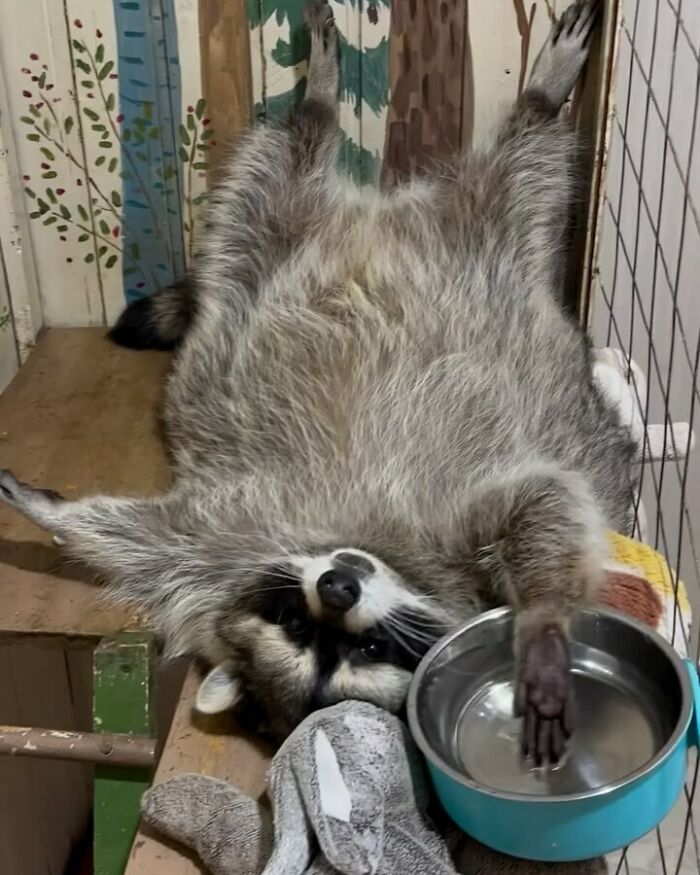 47 Raccoon Pics That Are Basically Tiny, Furry Mischief Machines