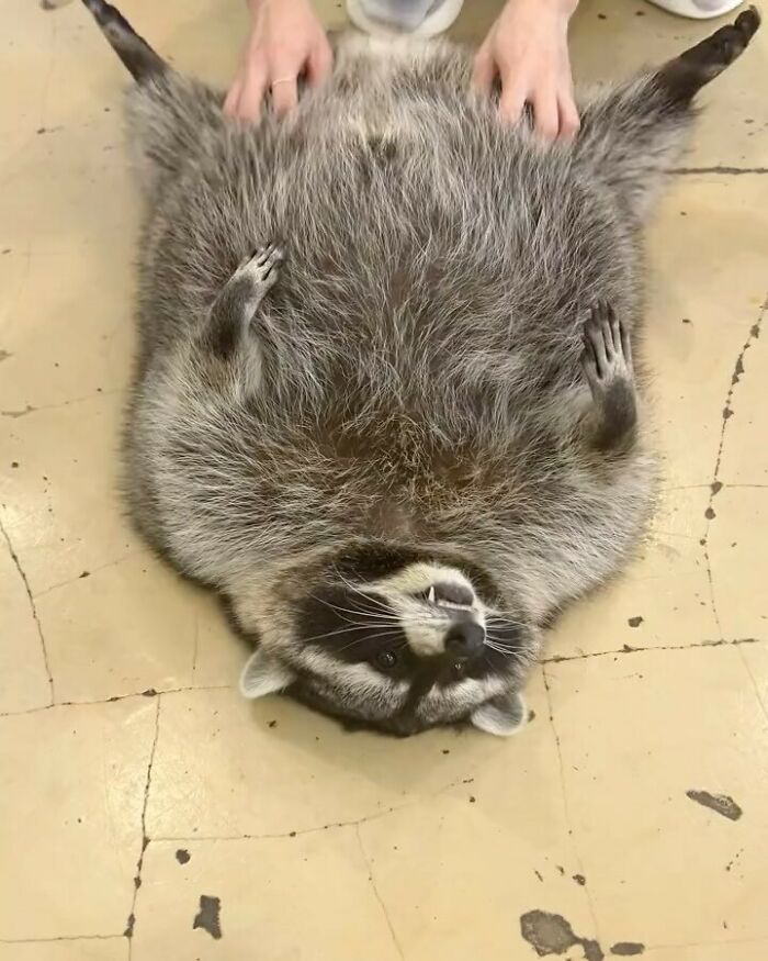 47 Raccoon Pics That Are Basically Tiny, Furry Mischief Machines