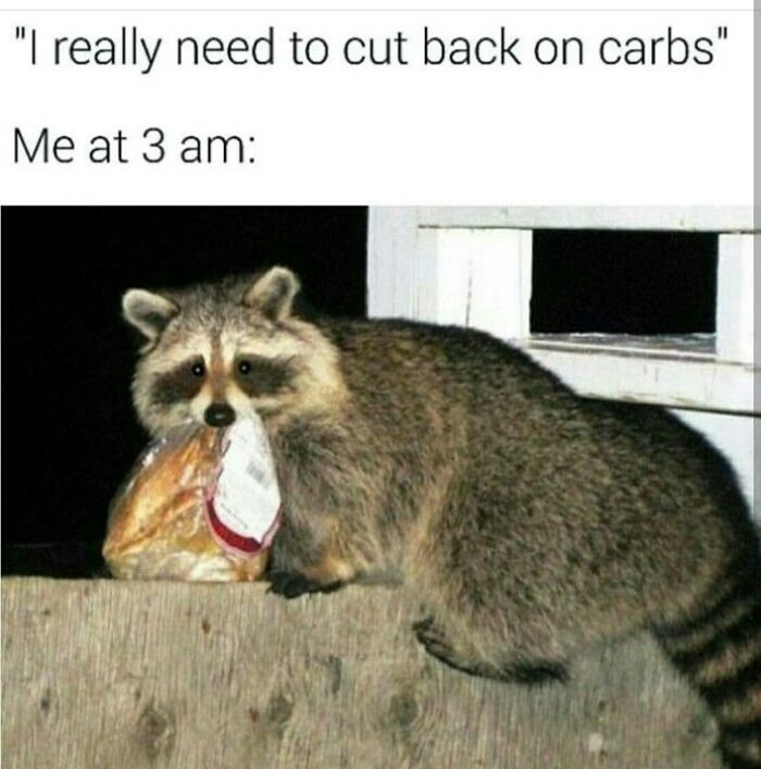 47 Raccoon Pics That Are Basically Tiny, Furry Mischief Machines