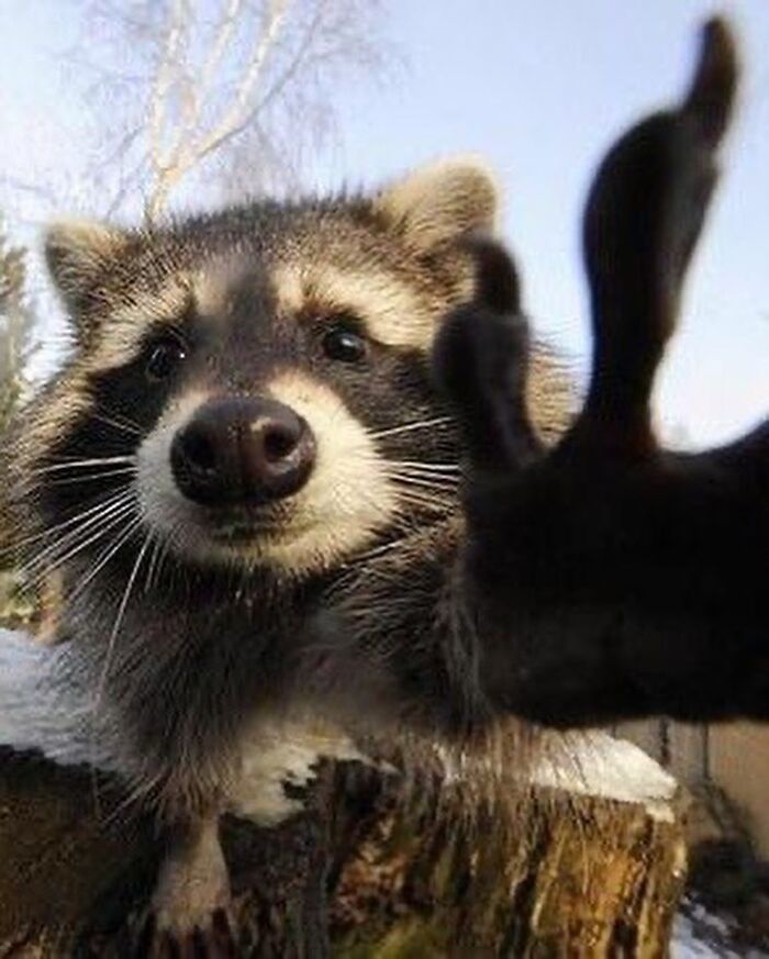 47 Raccoon Pics That Are Basically Tiny, Furry Mischief Machines