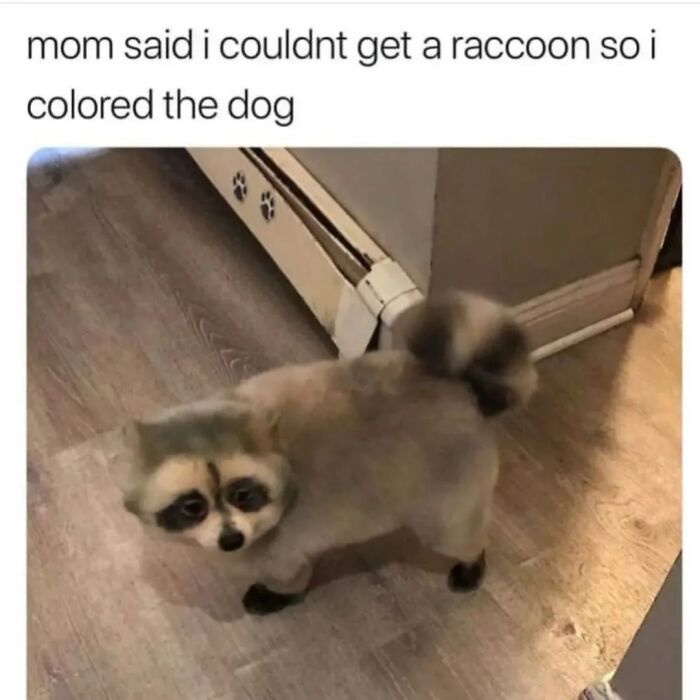47 Raccoon Pics That Are Basically Tiny, Furry Mischief Machines