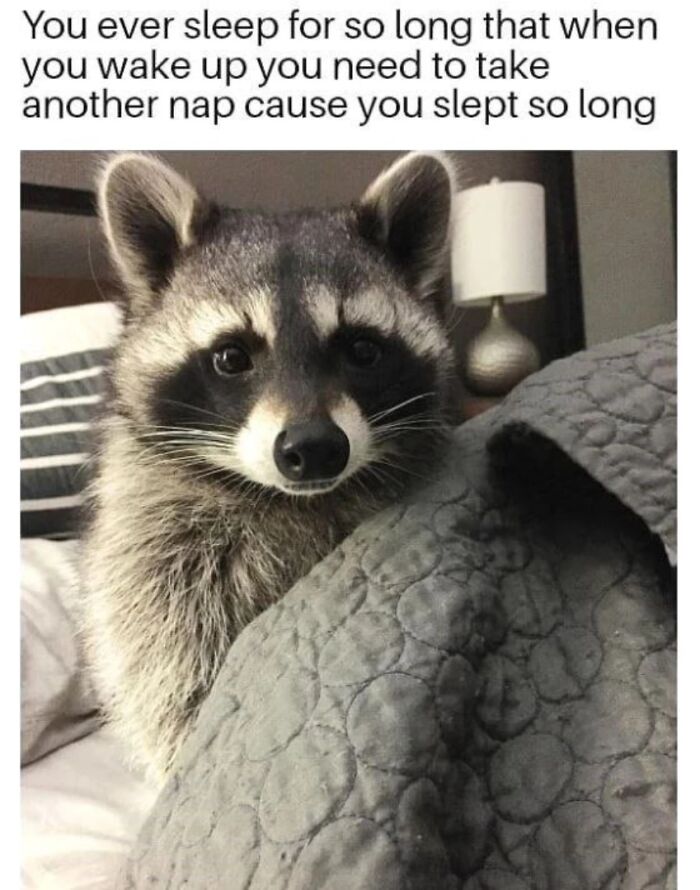 47 Raccoon Pics That Are Basically Tiny, Furry Mischief Machines